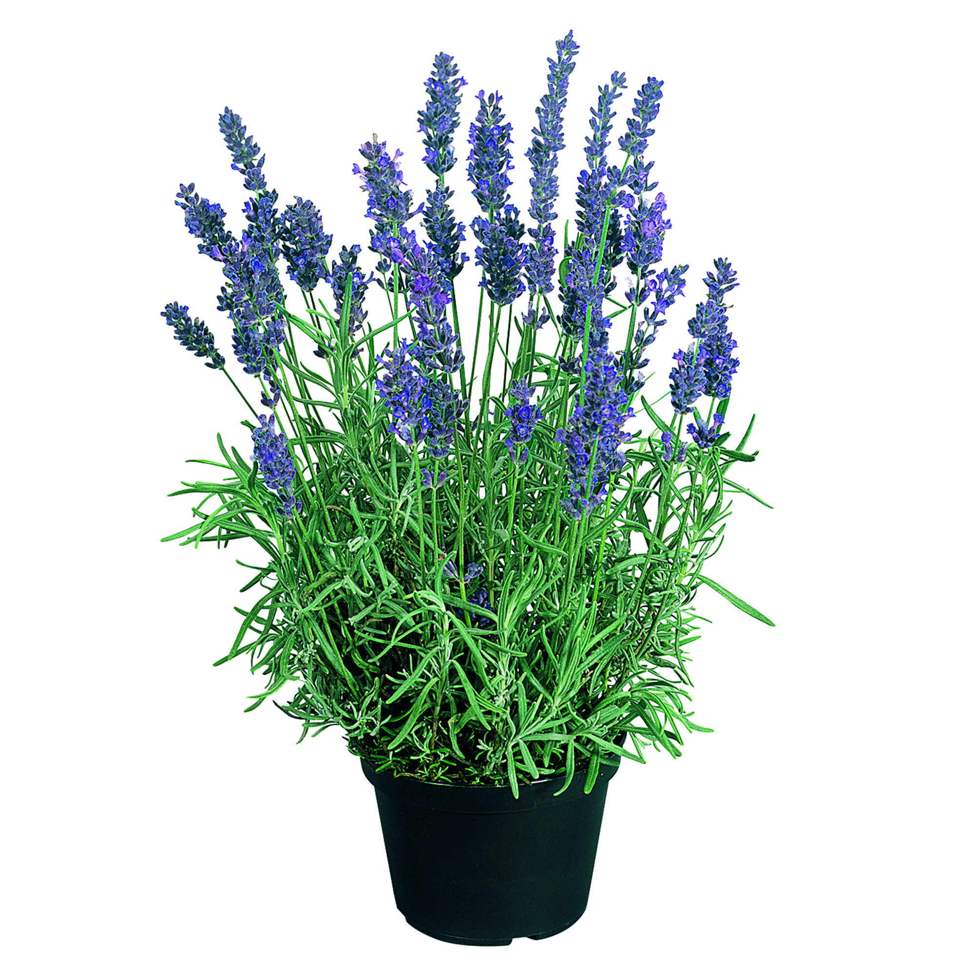 Lavender Hidcotee Blue 30 frö ,inkommande
