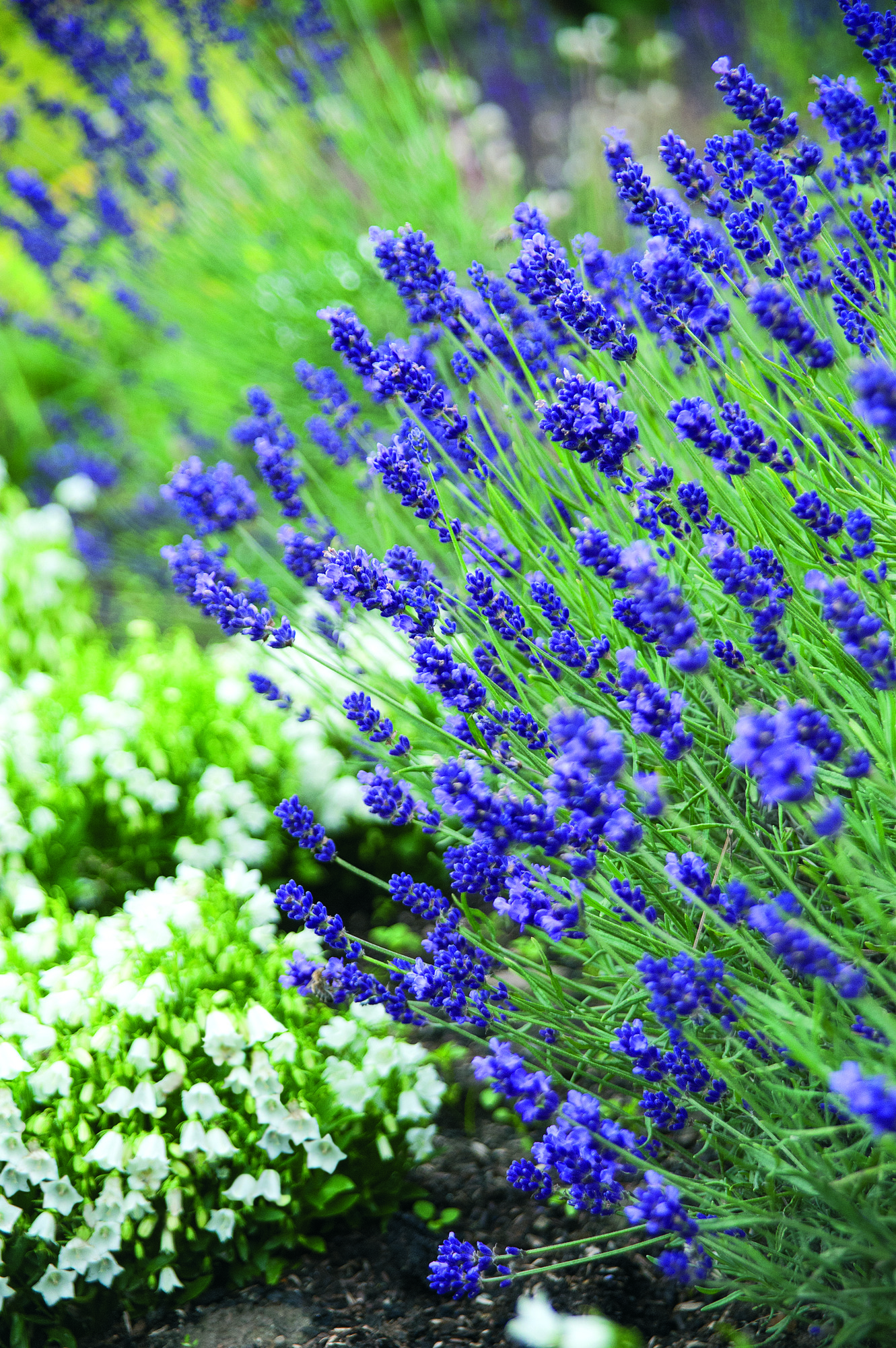 Lavender Hidcotee Blue 30 frö ,inkommande - 2