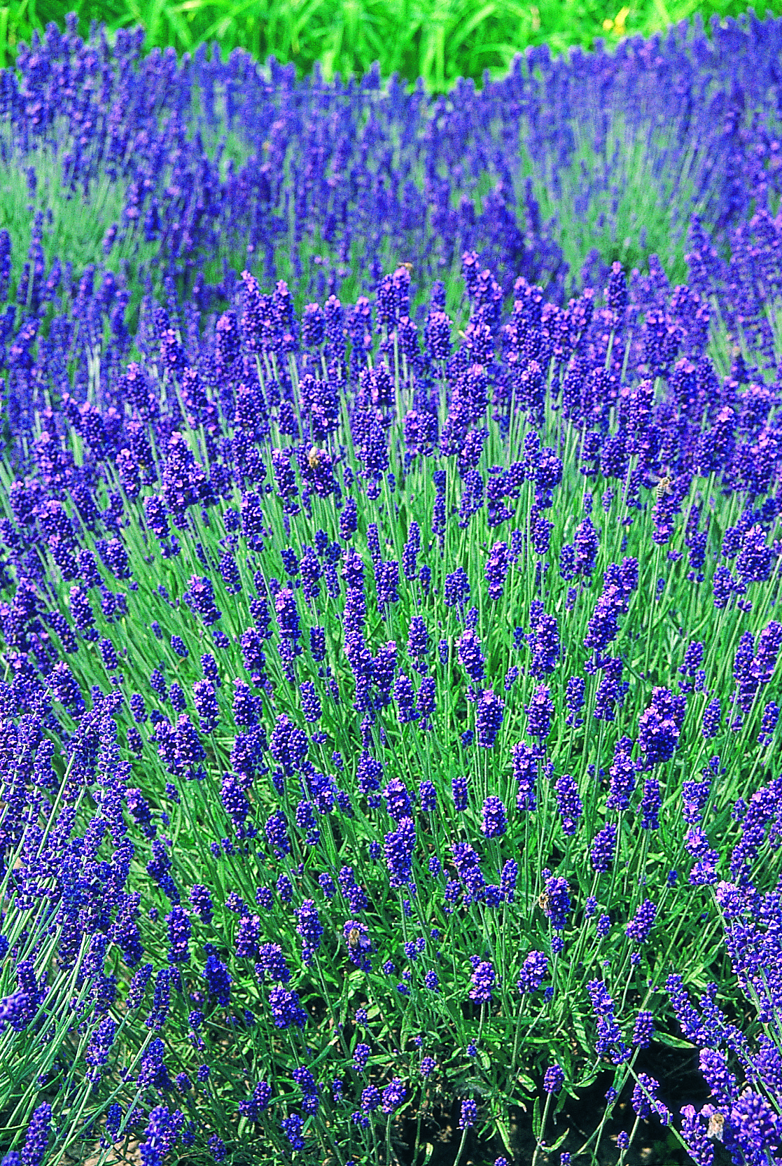 Lavender Hidcotee Blue 30 frö ,inkommande - 3