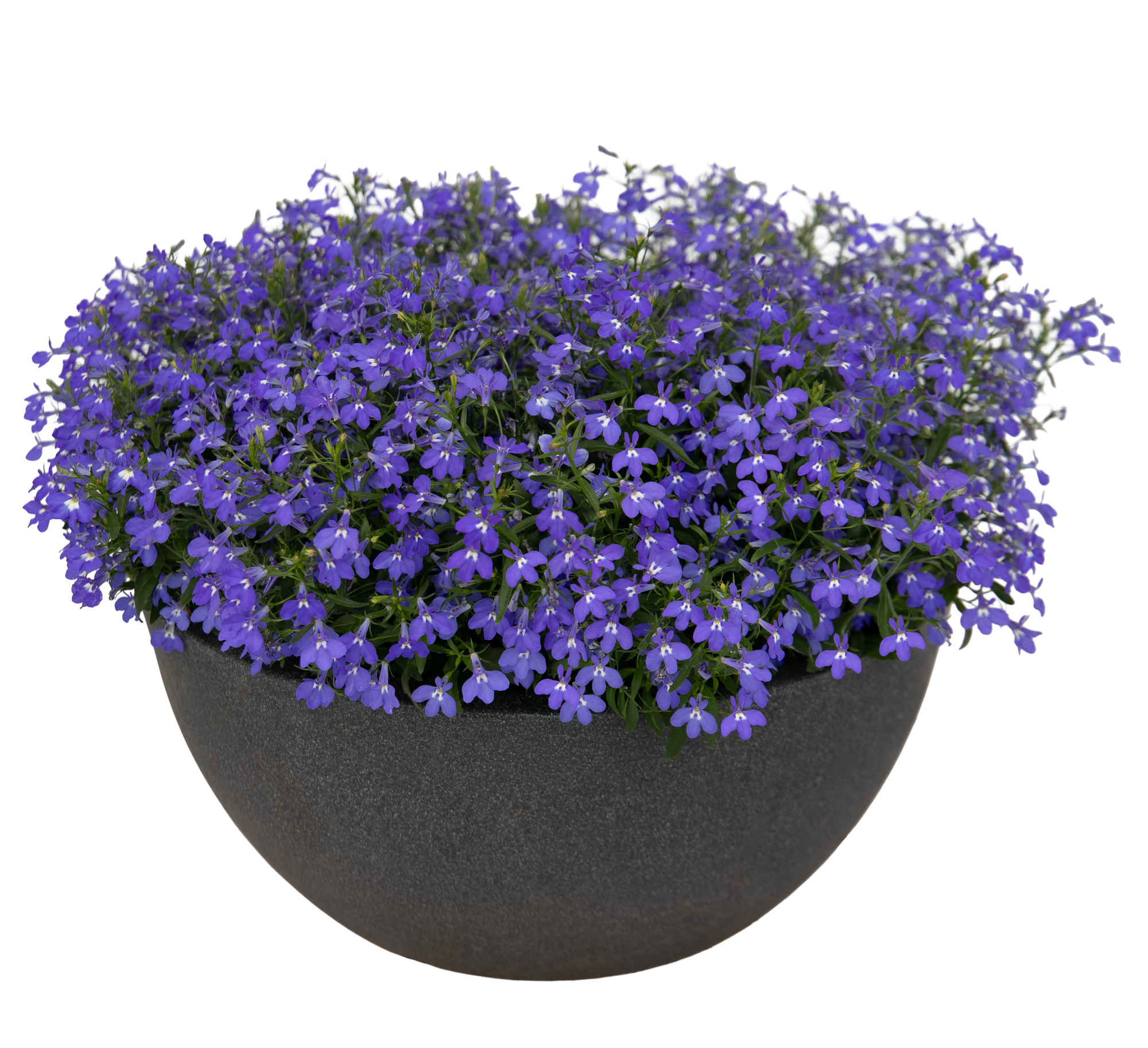 Lobelia Masterpiece  Blue with eye  30 frö ,inkommande - 4