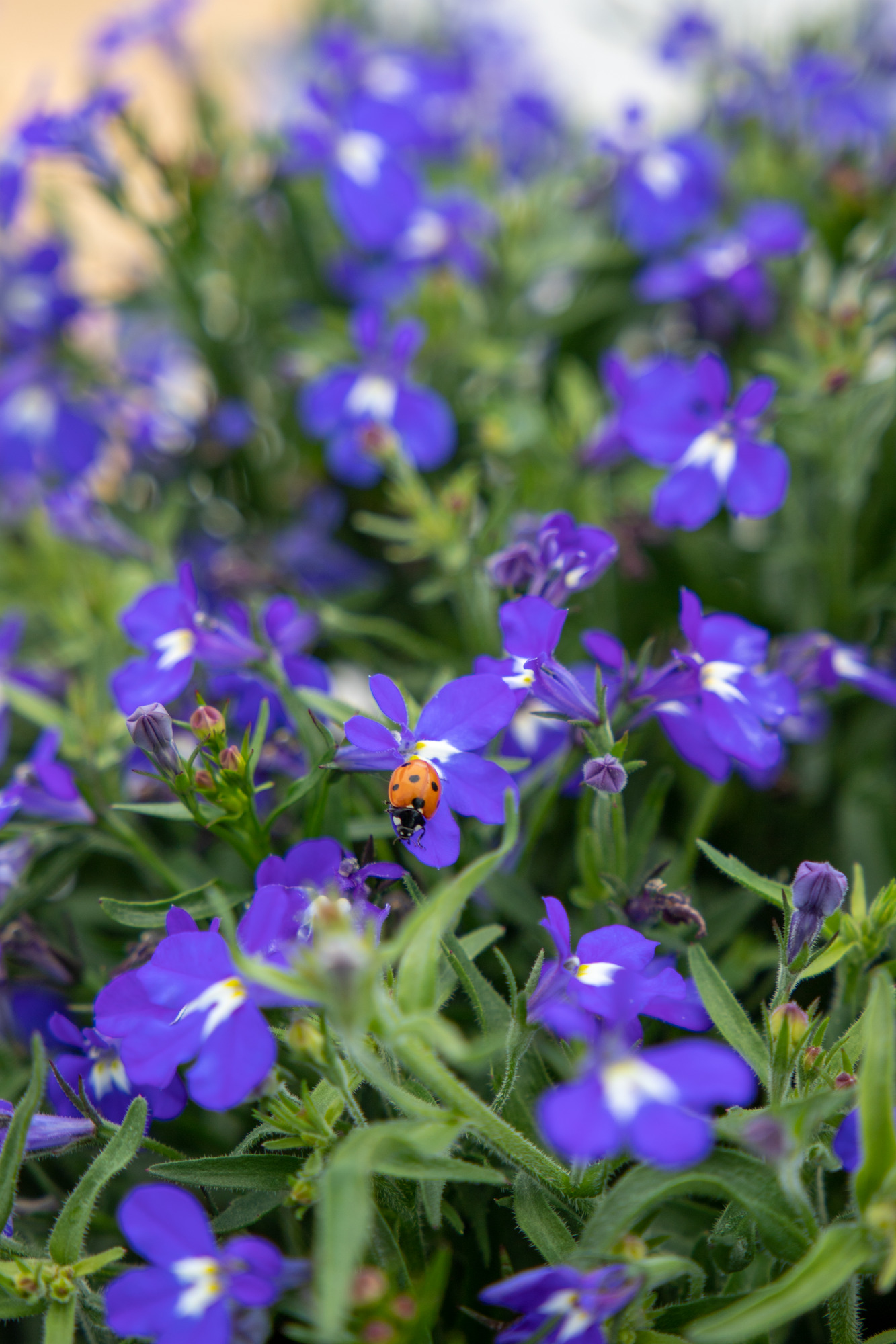Lobelia Masterpiece  Blue with eye  30 frö ,inkommande - 2