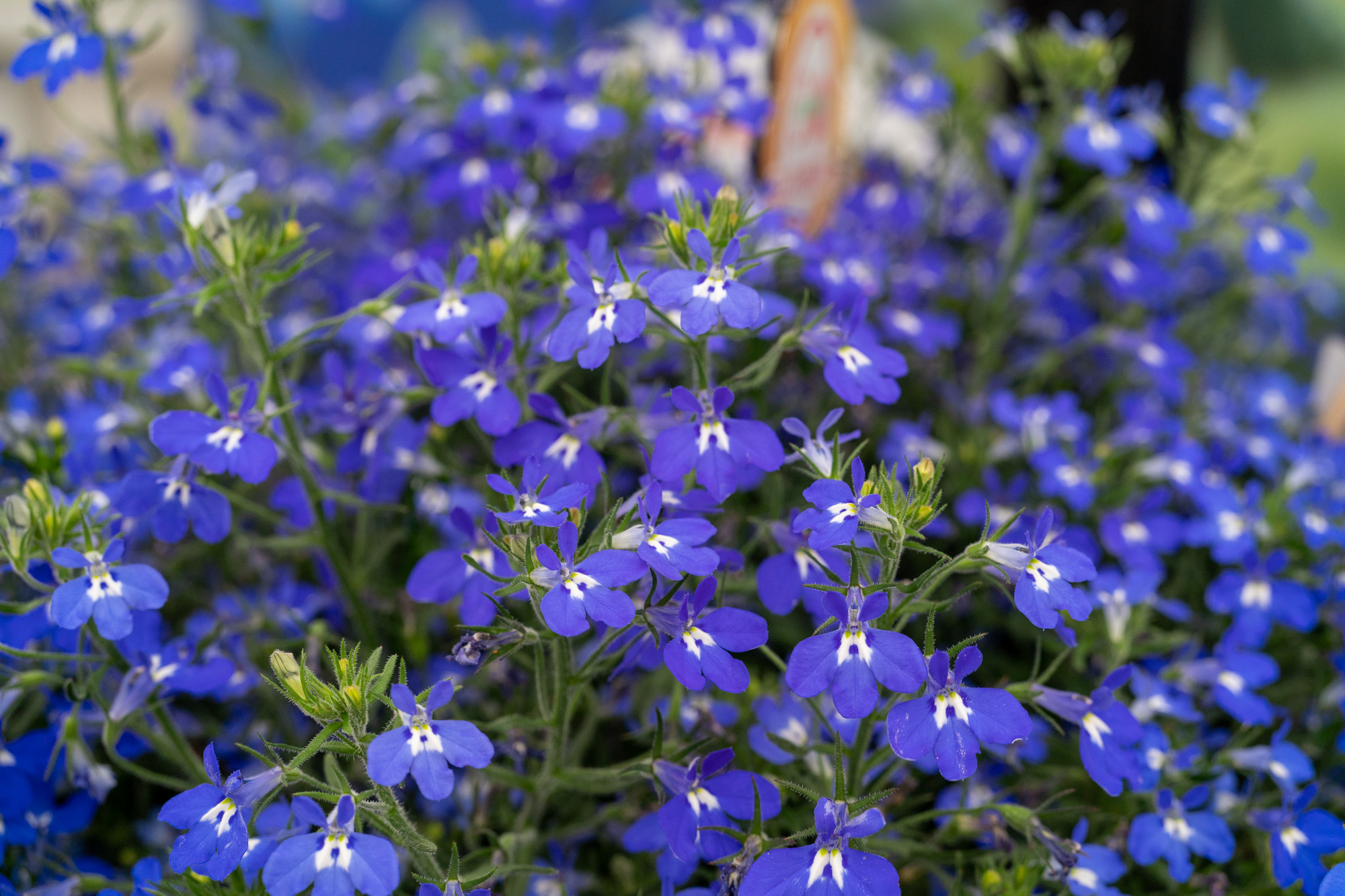 Lobelia Masterpiece  Blue with eye  30 frö ,inkommande - 3