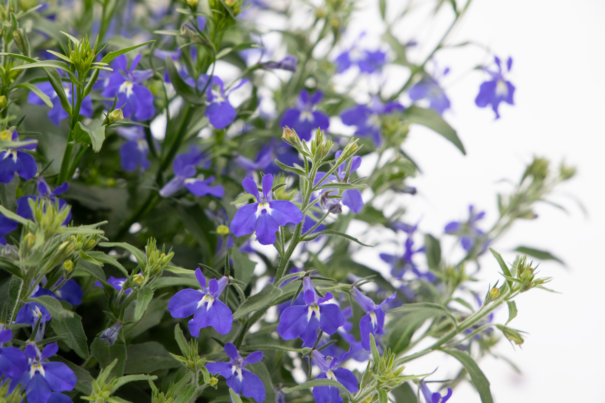 Lobelia Masterpiece  Blue with eye  30 frö ,inkommande