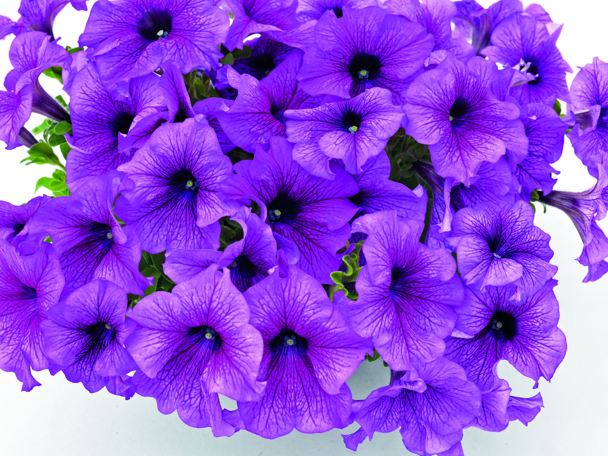 Petunia F1  Success Purple Vein 5  ,inkommande
