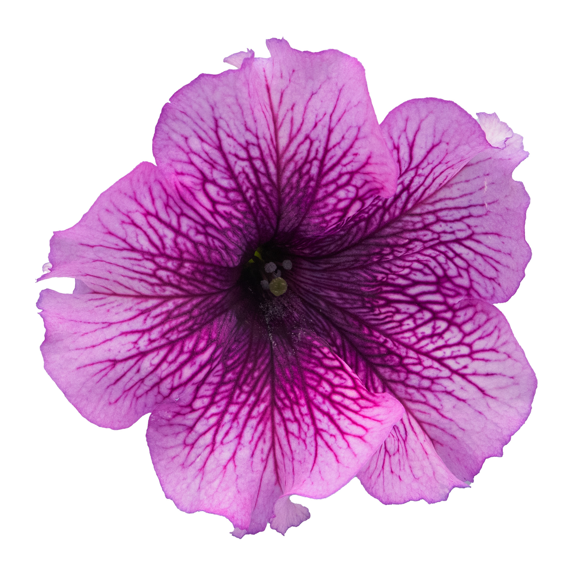 Petunia F1  Success Purple Vein 5  ,inkommande - 2