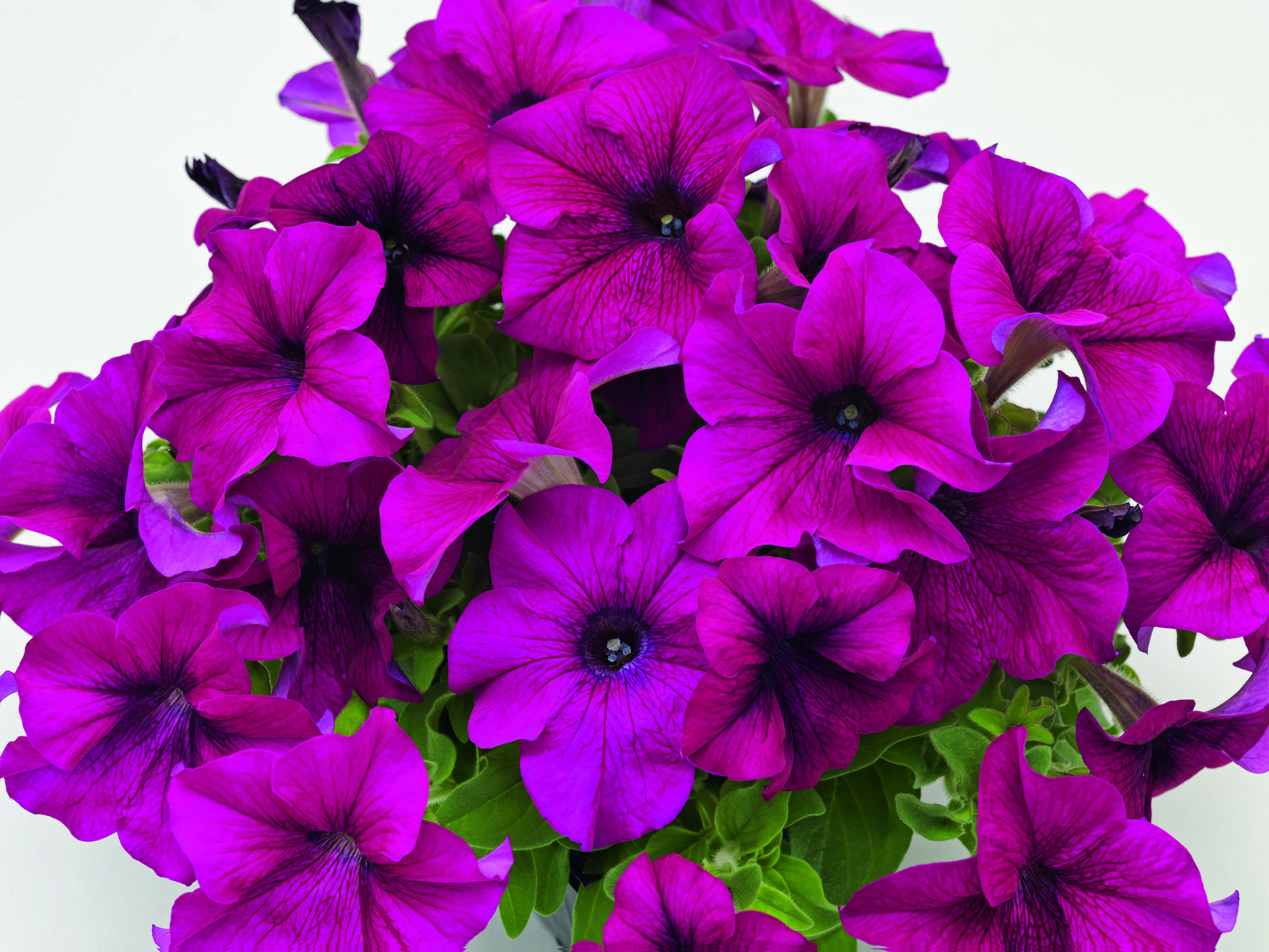 Petunia F1  Success Purple 5 frö(hängande)  ,inkommande
