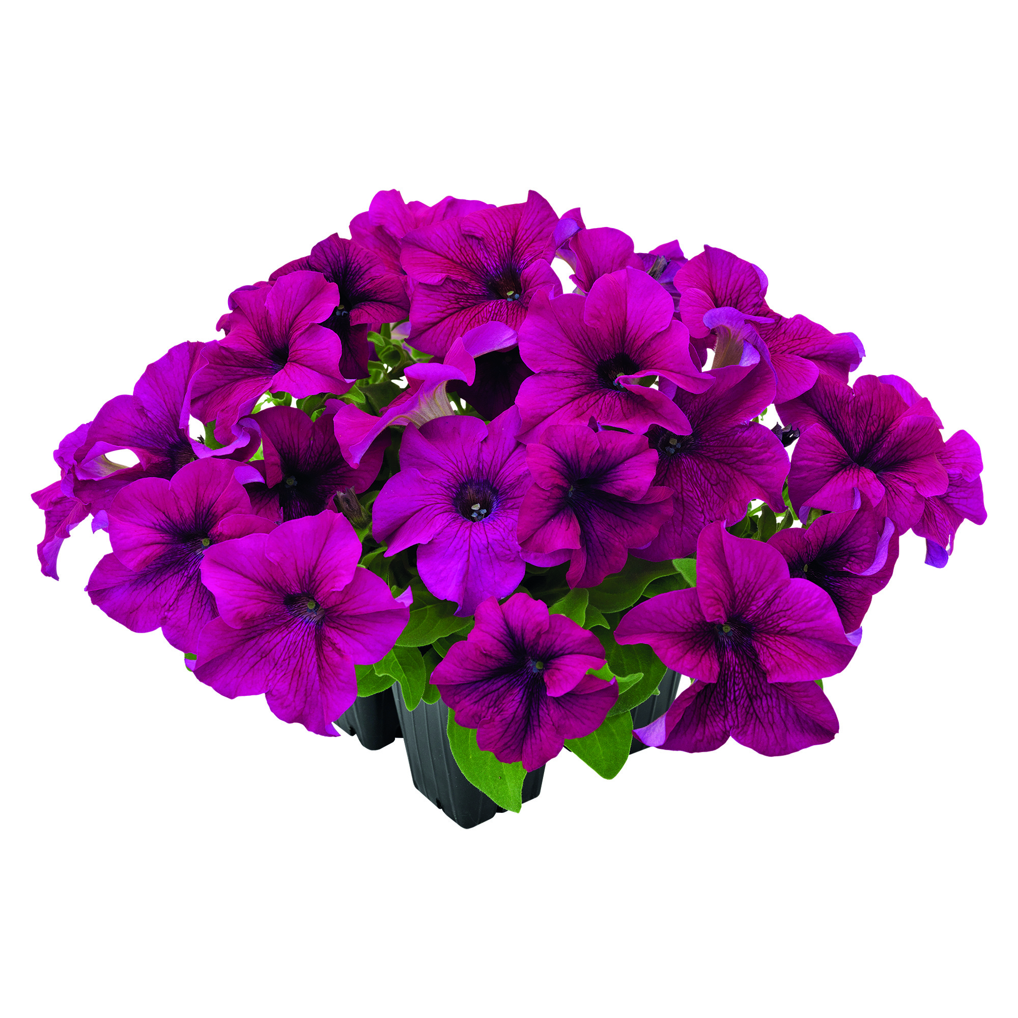 Petunia F1  Success Purple 5 frö(hängande)  ,inkommande - 2