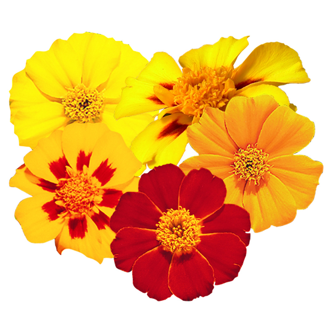 Tagetes Disco Mix 15 frö,inkommande - 2