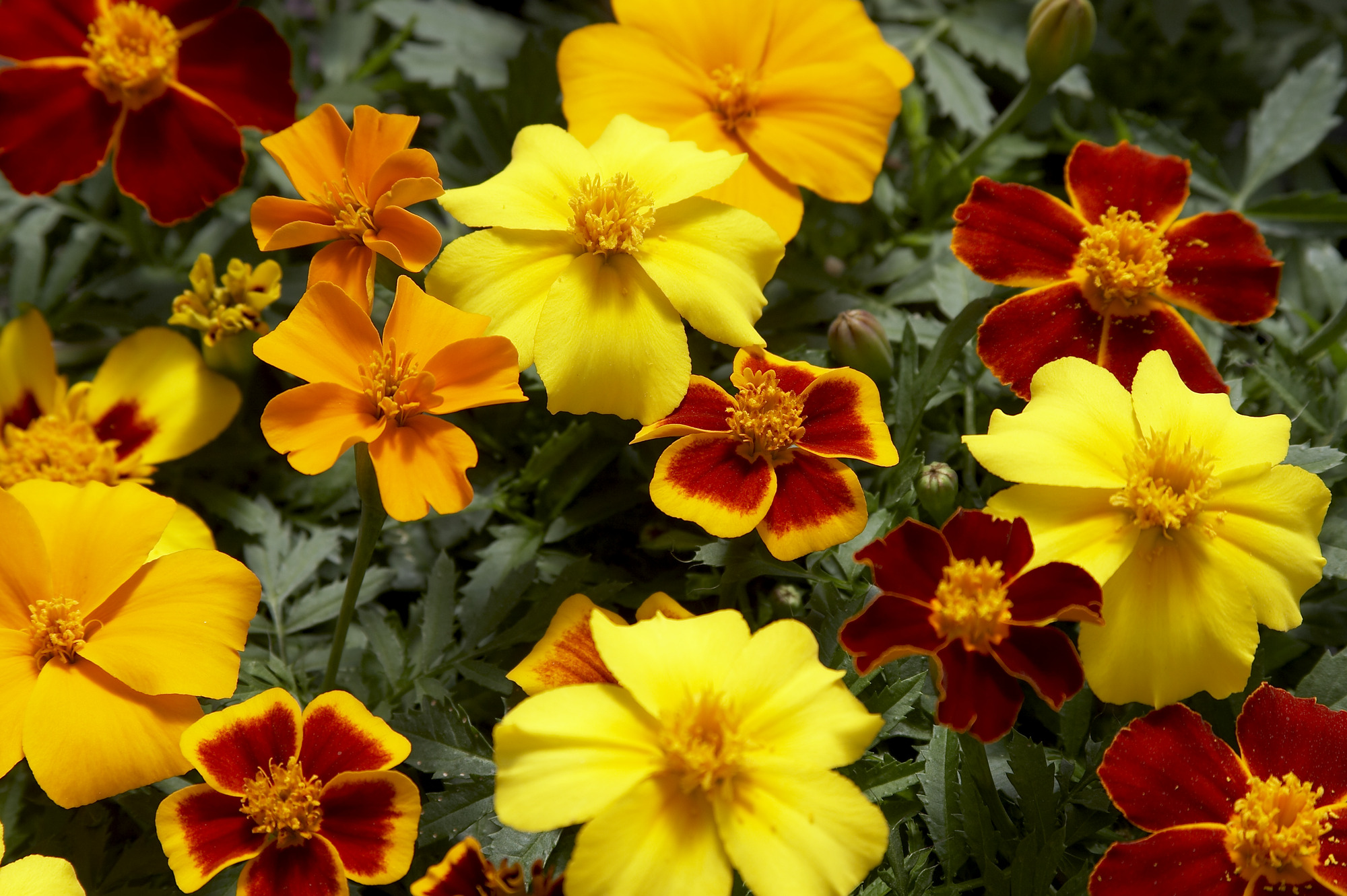 Tagetes Disco Mix 15 frö,inkommande