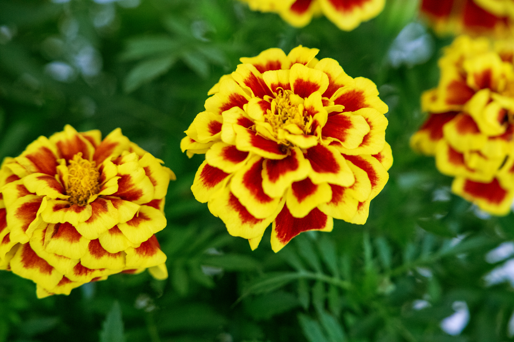 Tagetes Mango Tango 25 frö,inkommande - 2