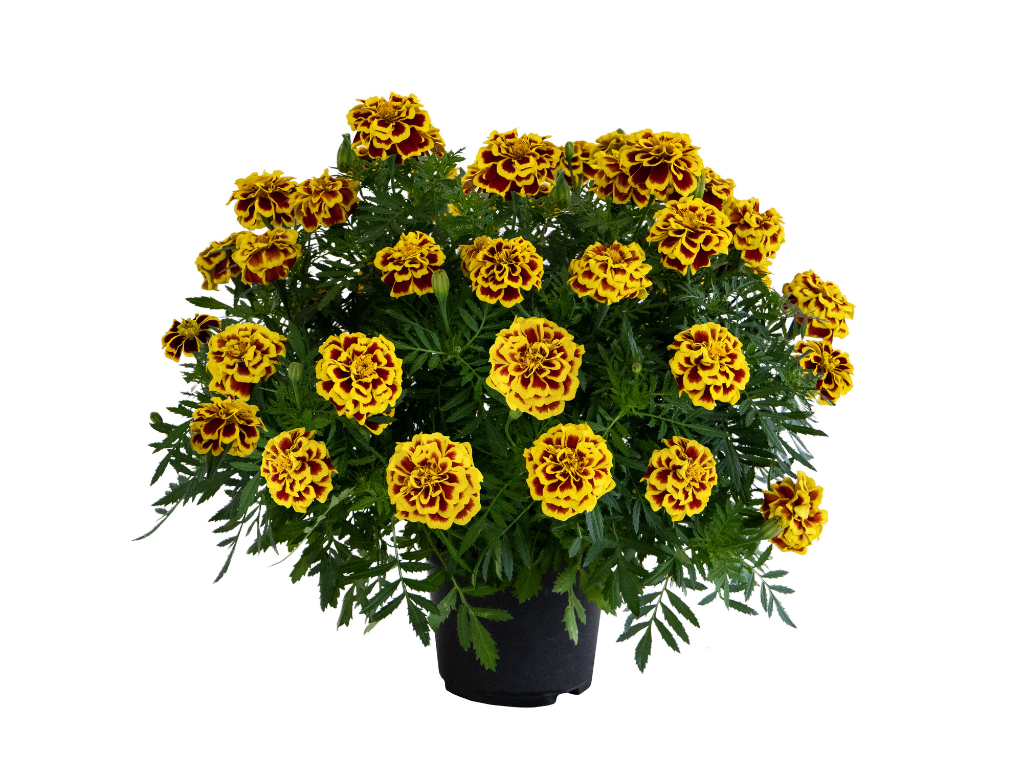 Tagetes Mango Tango 25 frö,inkommande