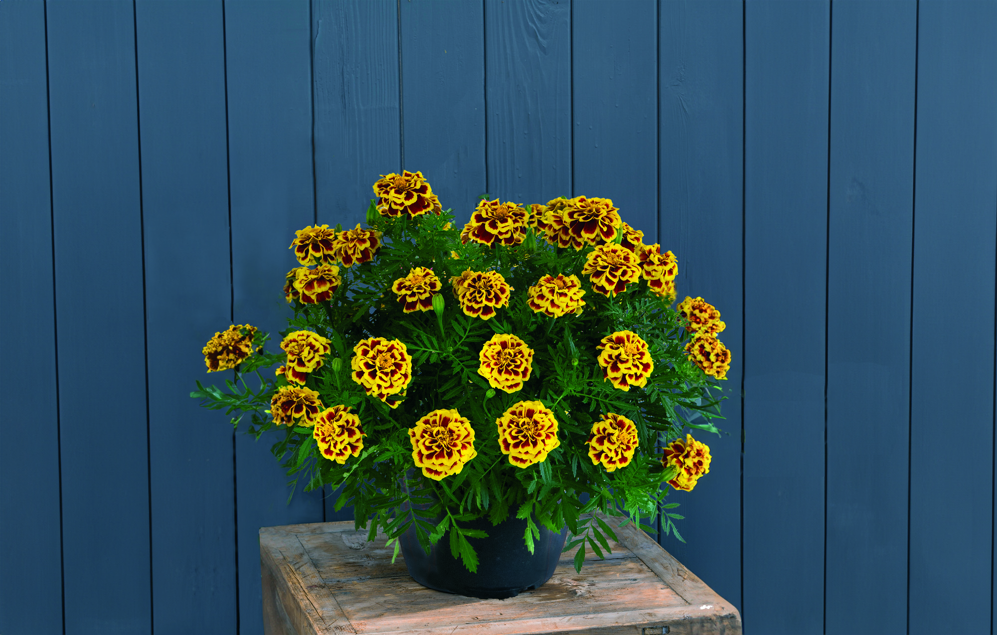 Tagetes Mango Tango 25 frö,inkommande - 3