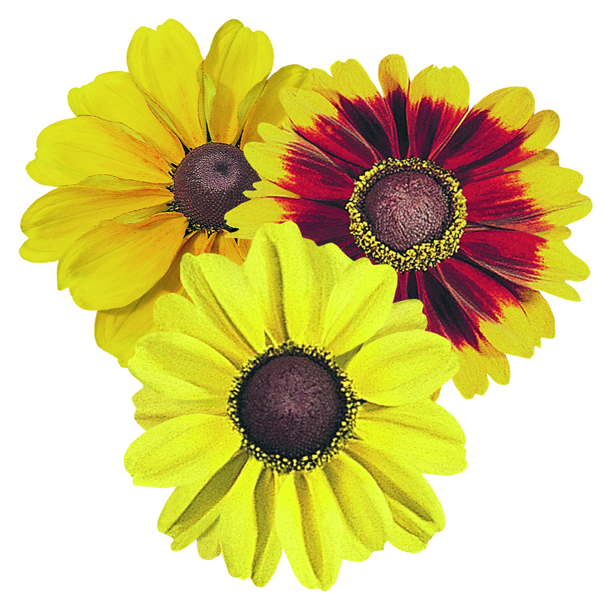 Rudbeckia Toto Mix 15 frö ,inkommande