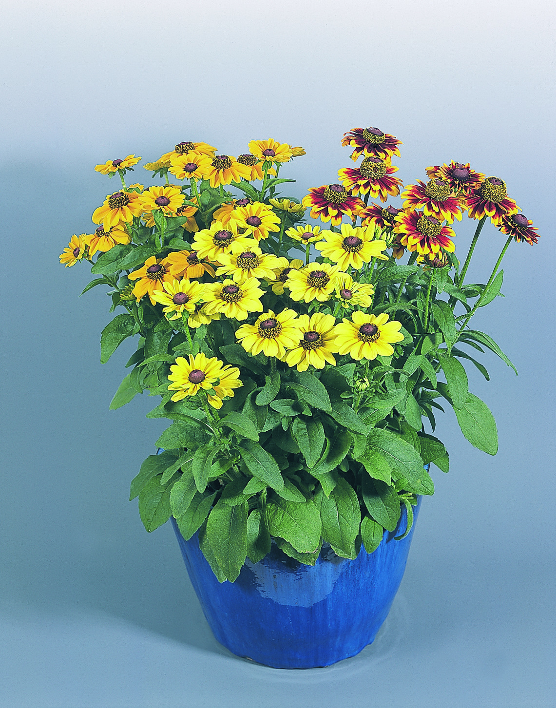 Rudbeckia Toto Mix 15 frö ,inkommande - 2