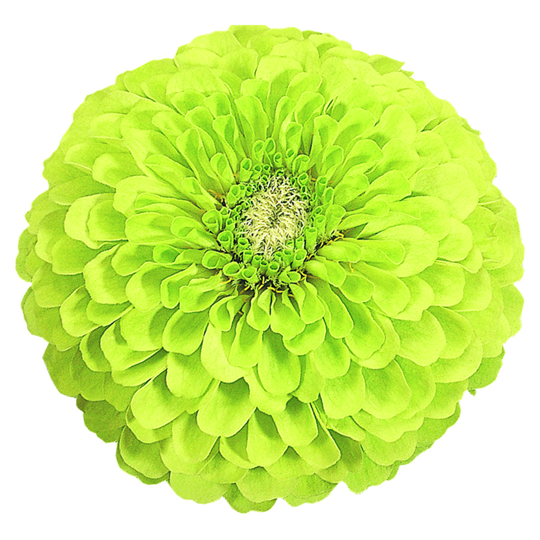 Zinnia Benary,s Giant Lime 20 frö inkommande