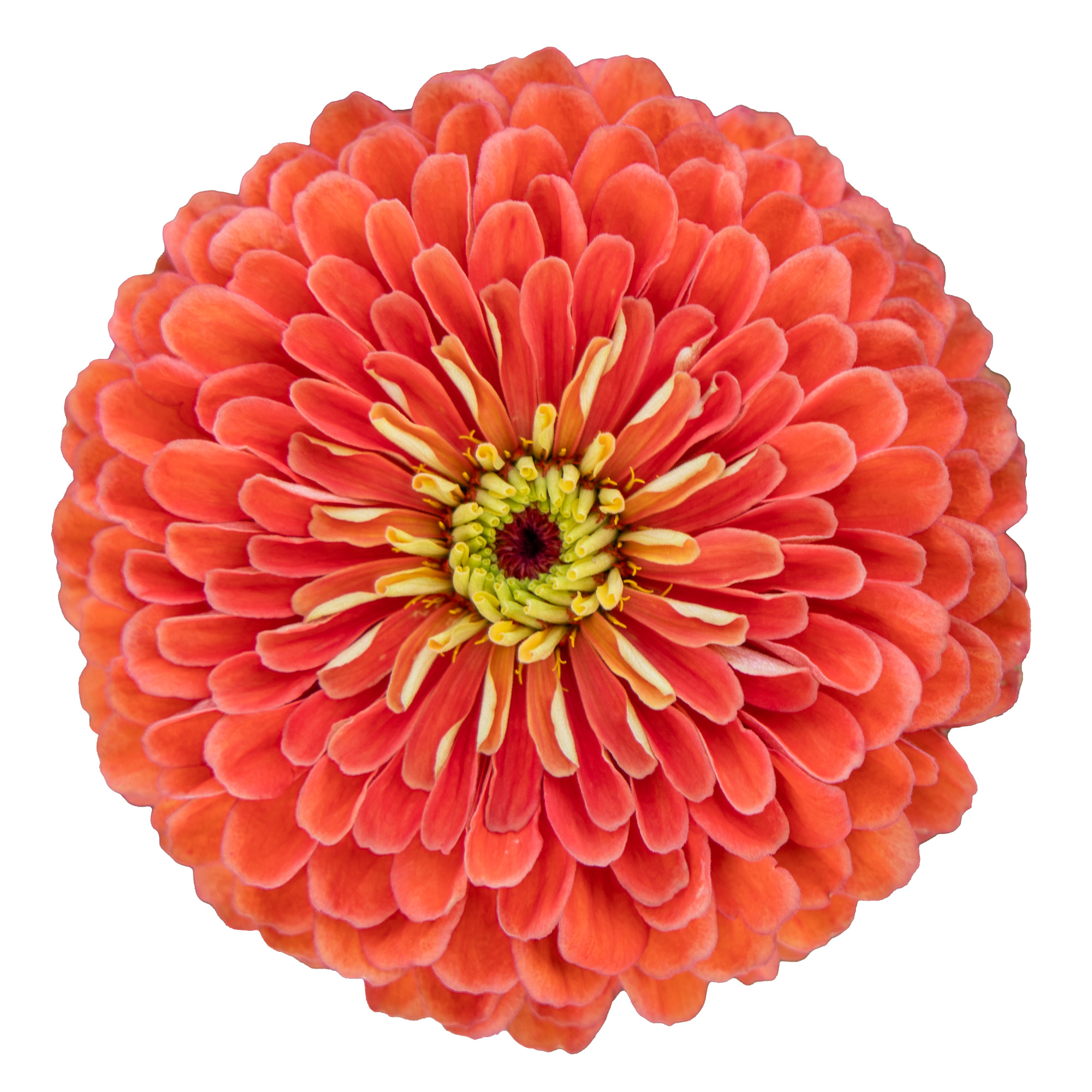 Zinnia Benary,s Giant Salmon Rose 20 frö inkommande