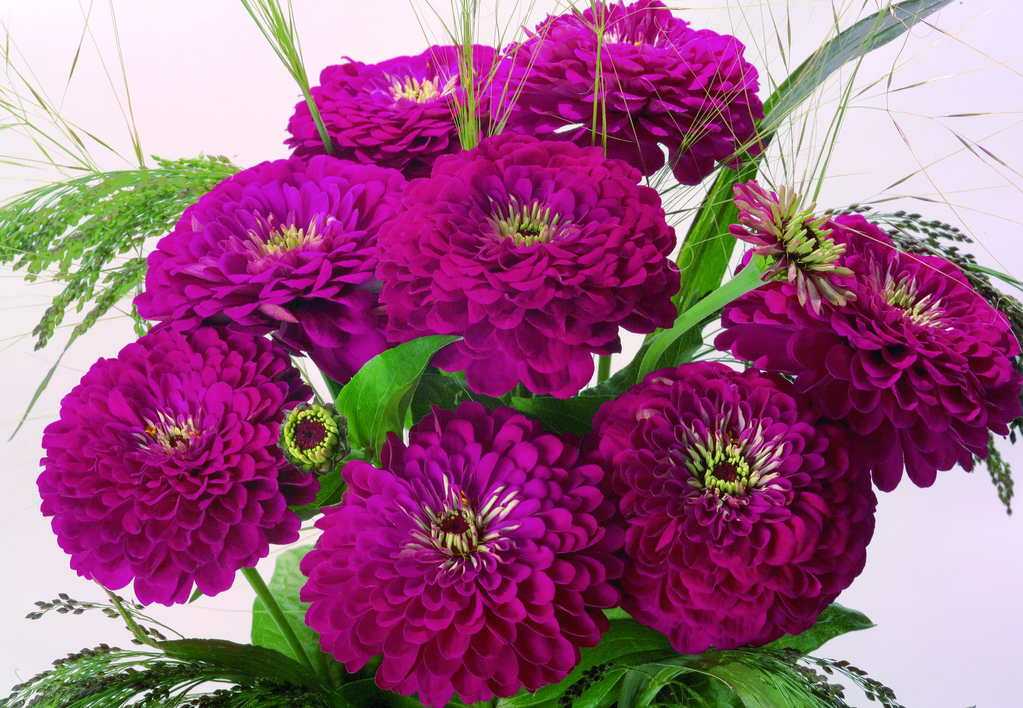 Zinnia Benary,s Giant Wine 20 frö  inkommande - 2