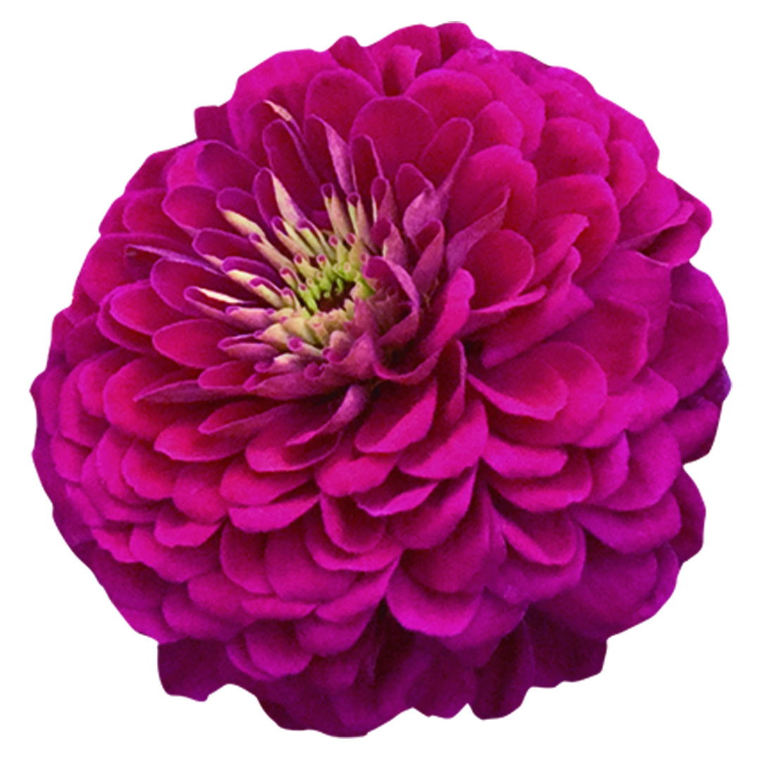 Zinnia Benary,s Giant Wine 20 frö  inkommande