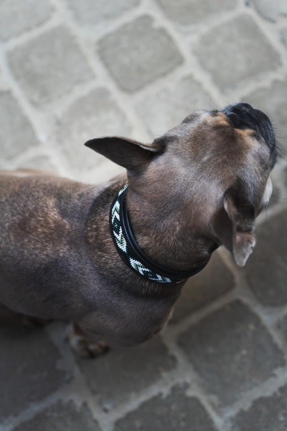 Catago Viben Hundhalsband I Läder Med Pärlmönster  Svart/Grön/Vit - 5