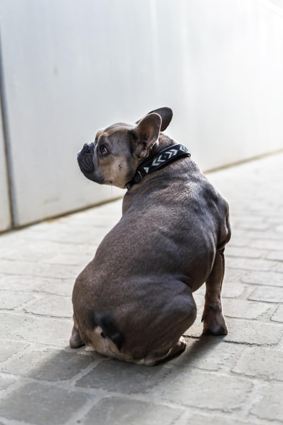 Catago Viben Hundhalsband I Läder Med Pärlmönster  Svart/Grön/Vit - 4