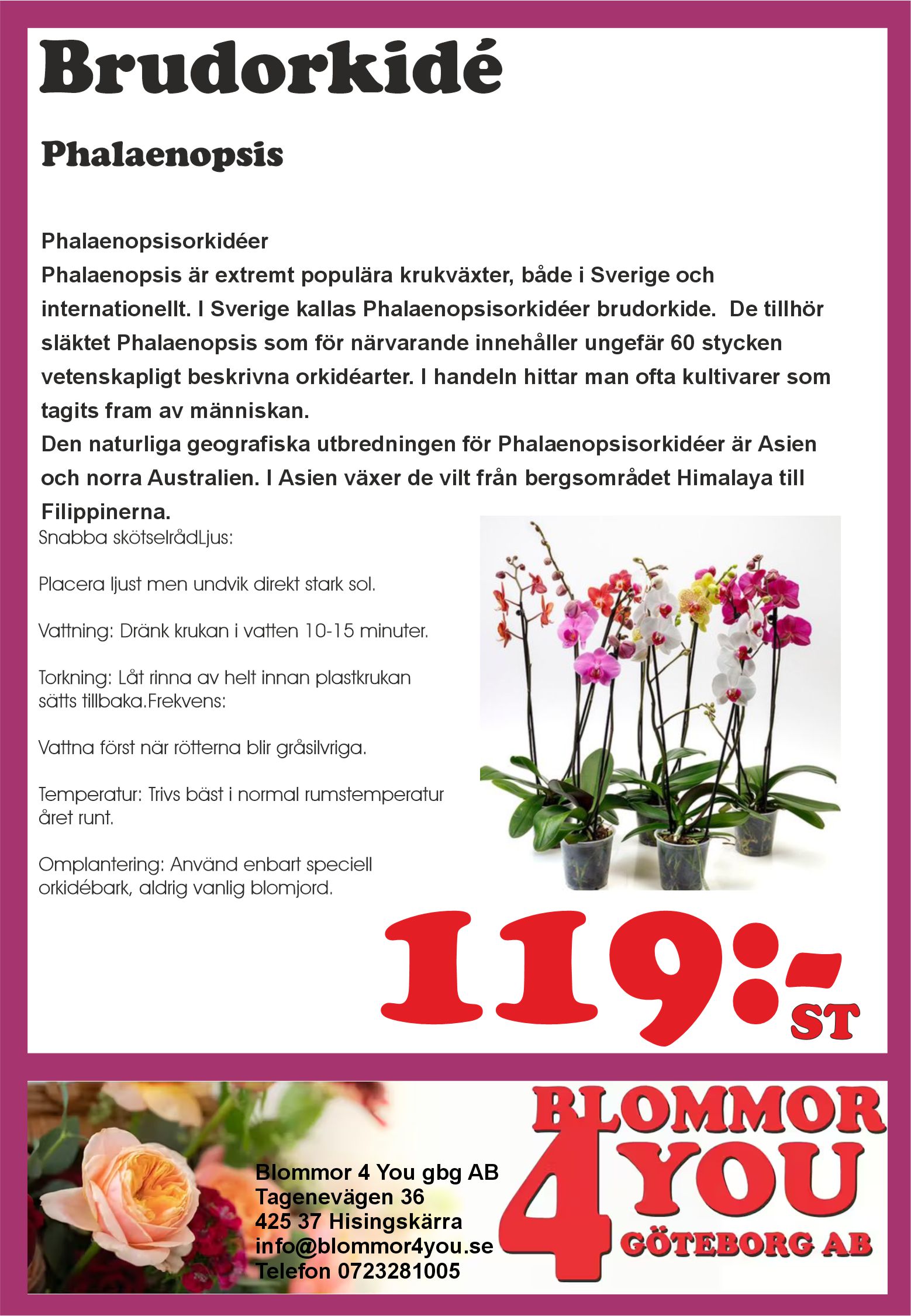 BRUDORKIDEE 2-3 stjälkar  Phalaenopsis  12 cm kruka