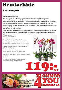 BRUDORKIDEE 2-3 stjälkar  Phalaenopsis  12 cm kruka