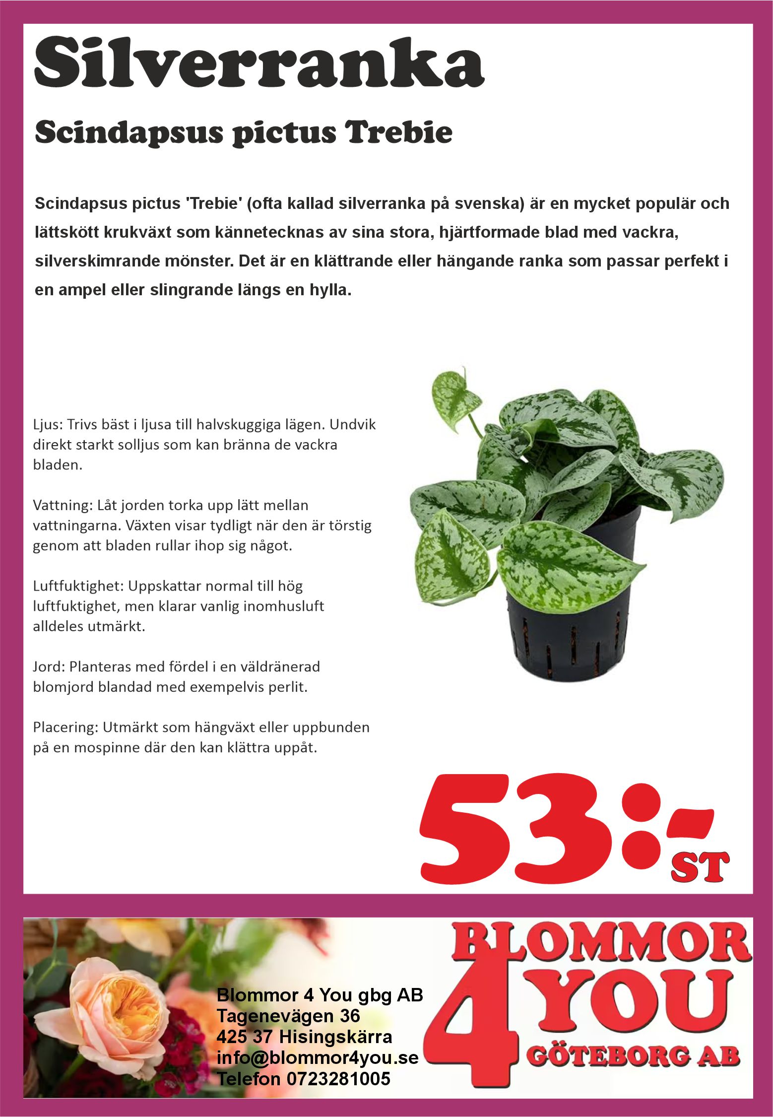 Scindapsus pictus Trebie   11 cm kruka