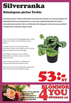 Scindapsus pictus Trebie   11 cm kruka