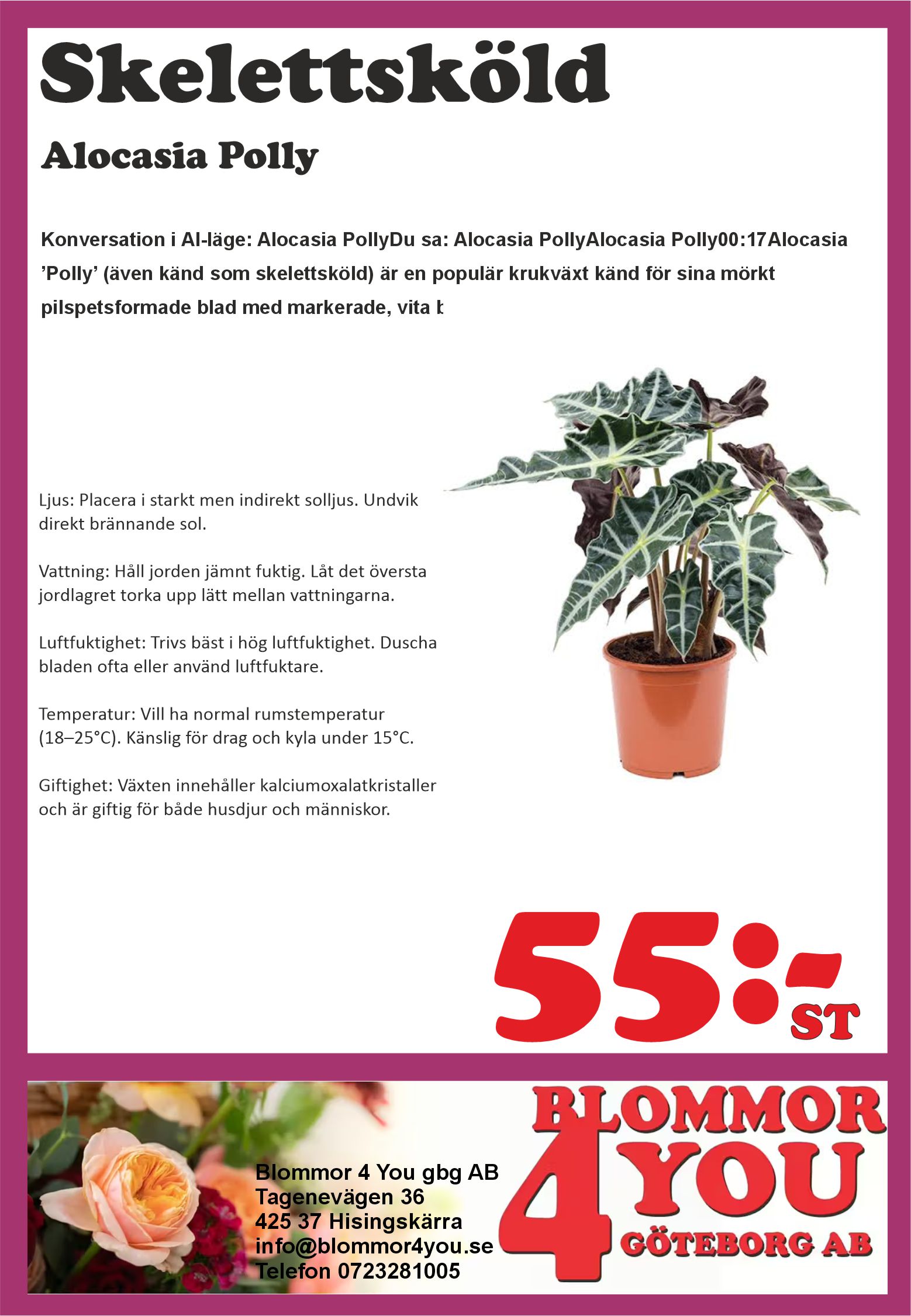 Alocasia Polly  11 cm kruka