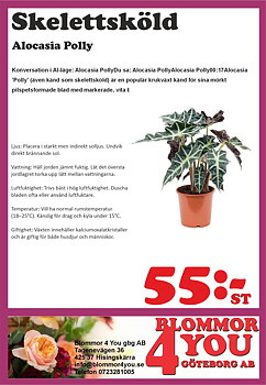 Alocasia Polly  11 cm kruka