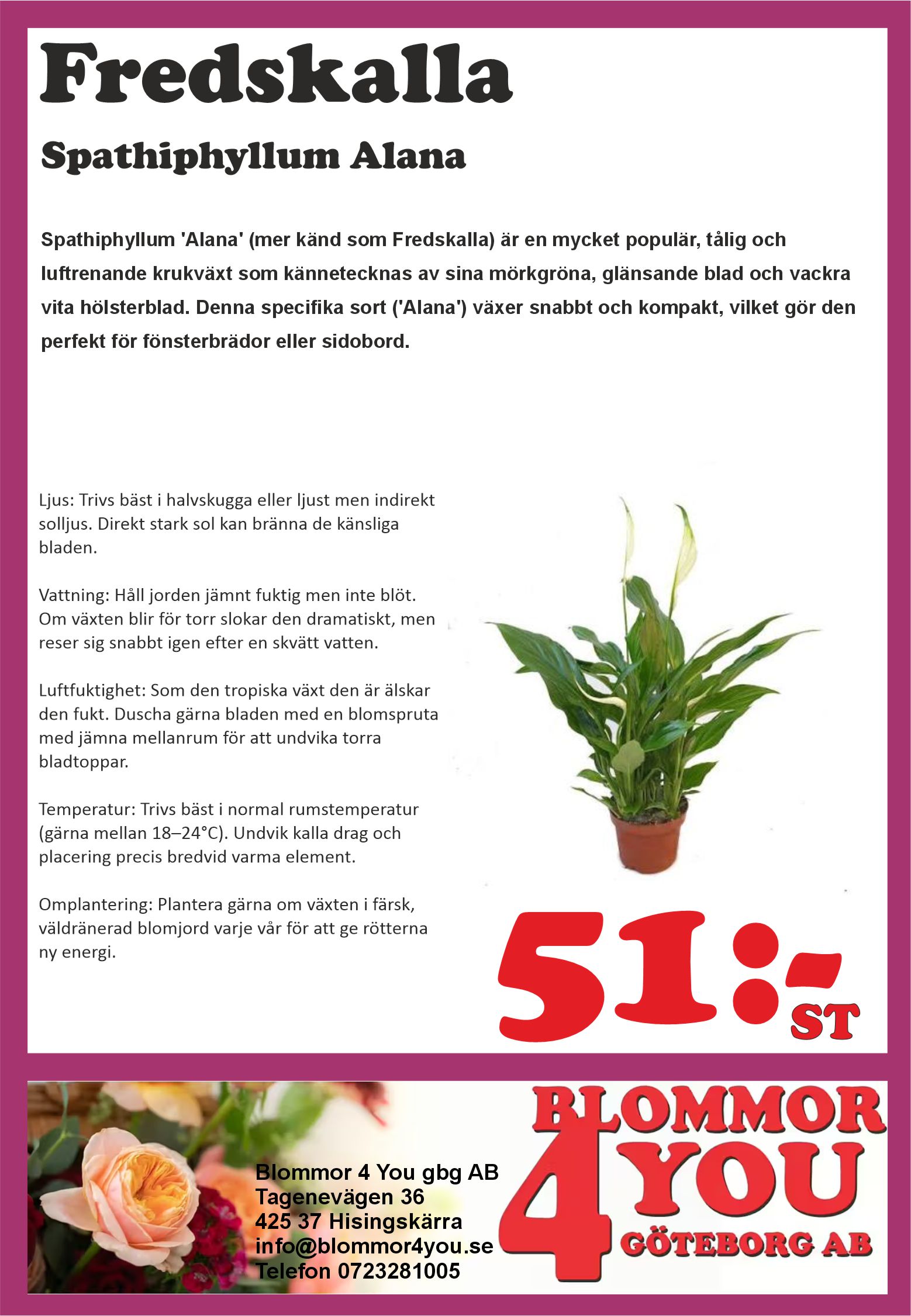 Spathiphyllum Alana  12 cm kruka