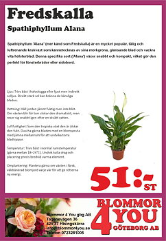 Spathiphyllum Alana  12 cm kruka