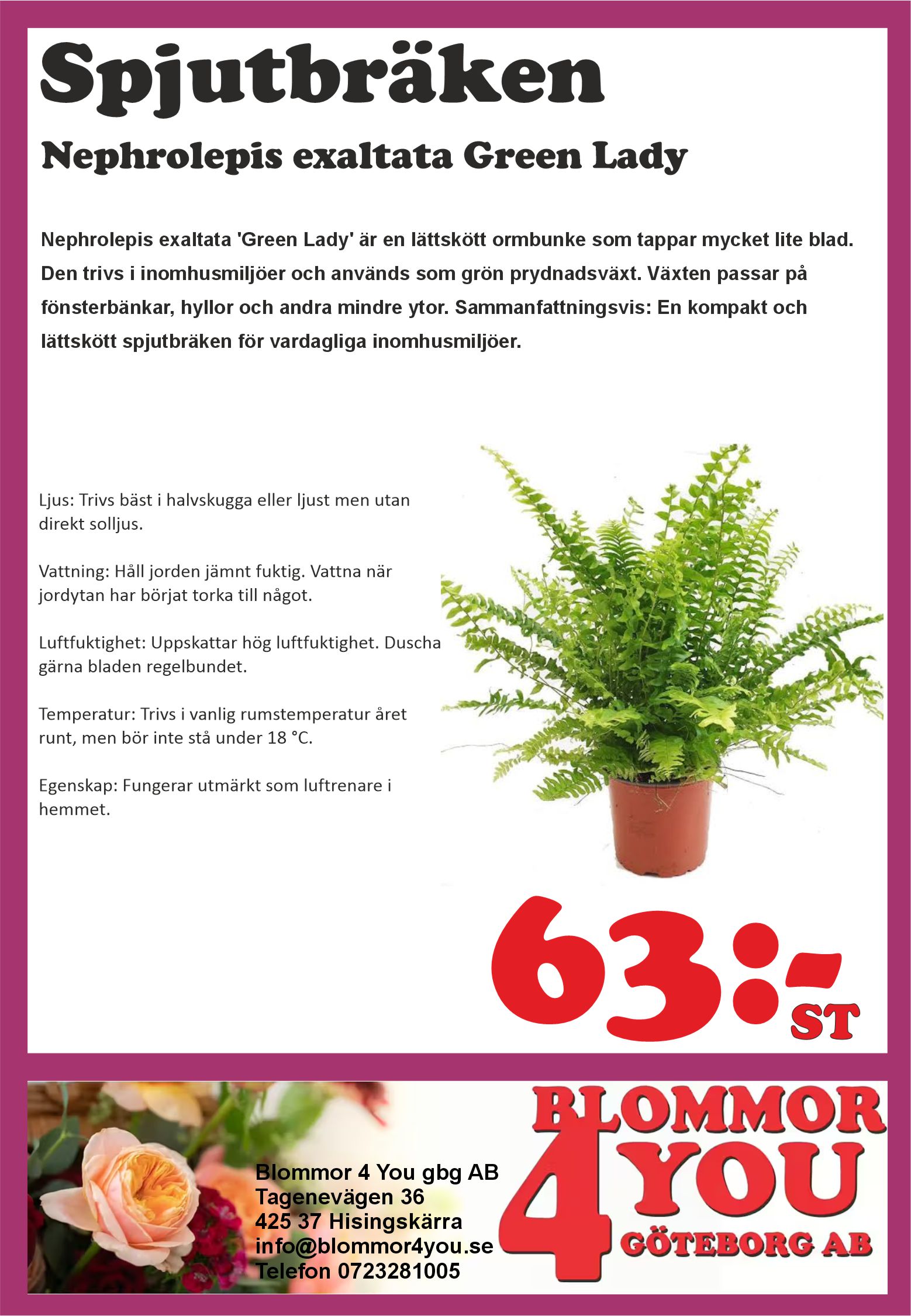 Nephrolepis exaltata Green Lady  11 cm kruka