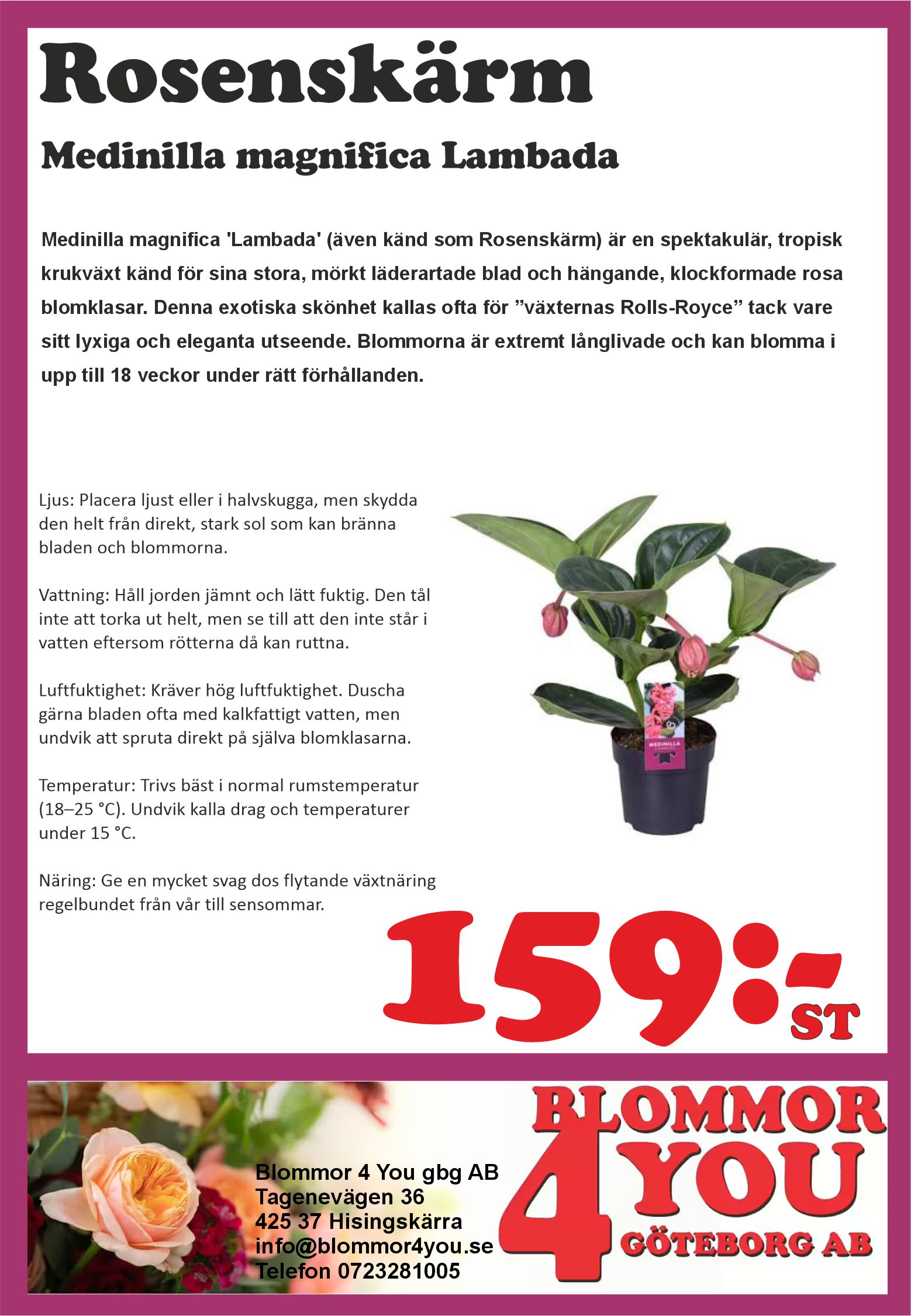 Medinilla magnifica Lambada  17 cm kruka