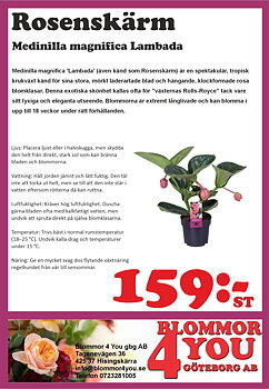 Medinilla magnifica Lambada  17 cm kruka