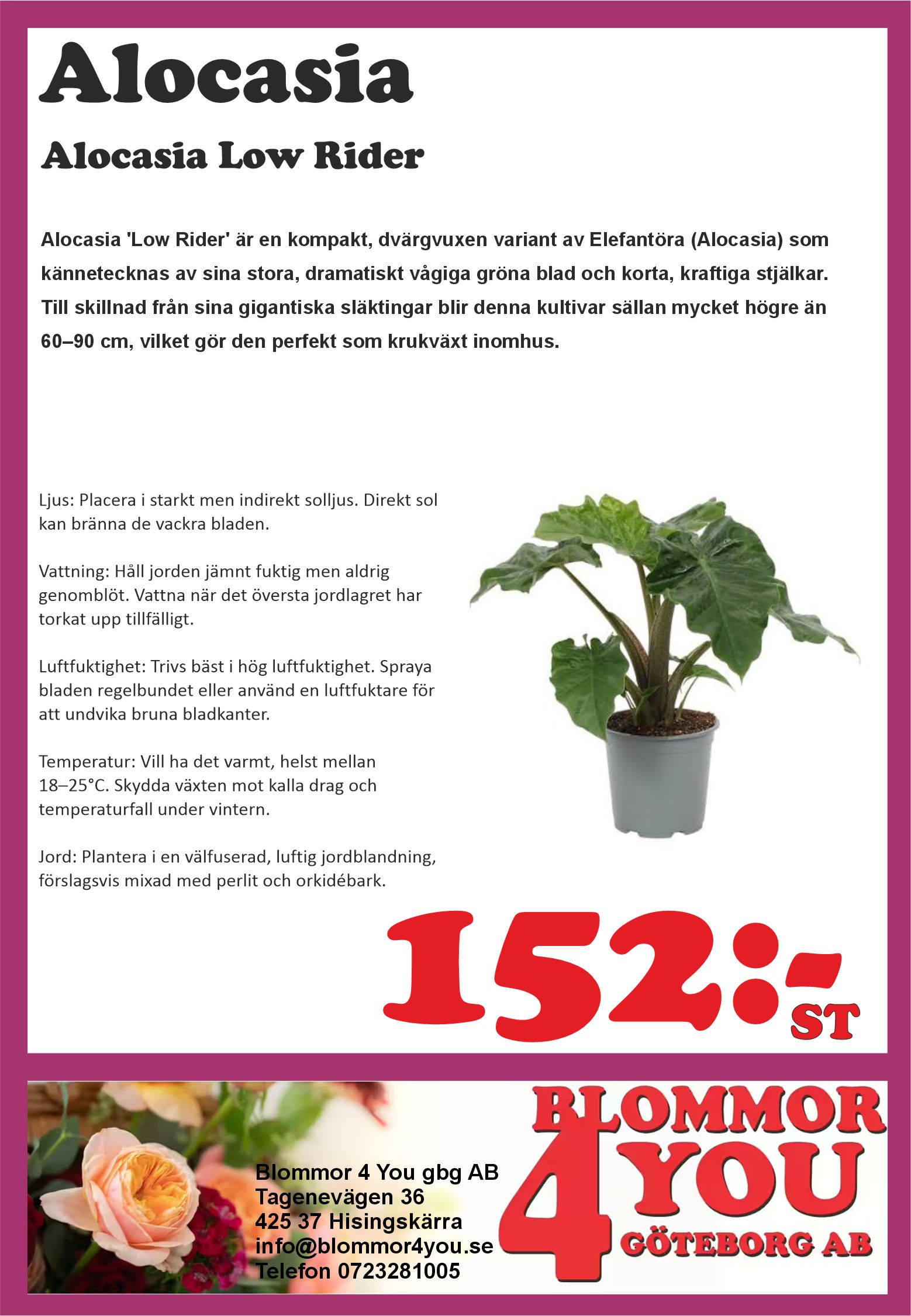 Alocasia Low Rider