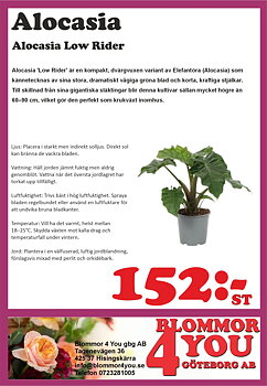Alocasia Low Rider