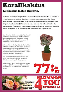 Alocasia Low Rider  10 cm kruka