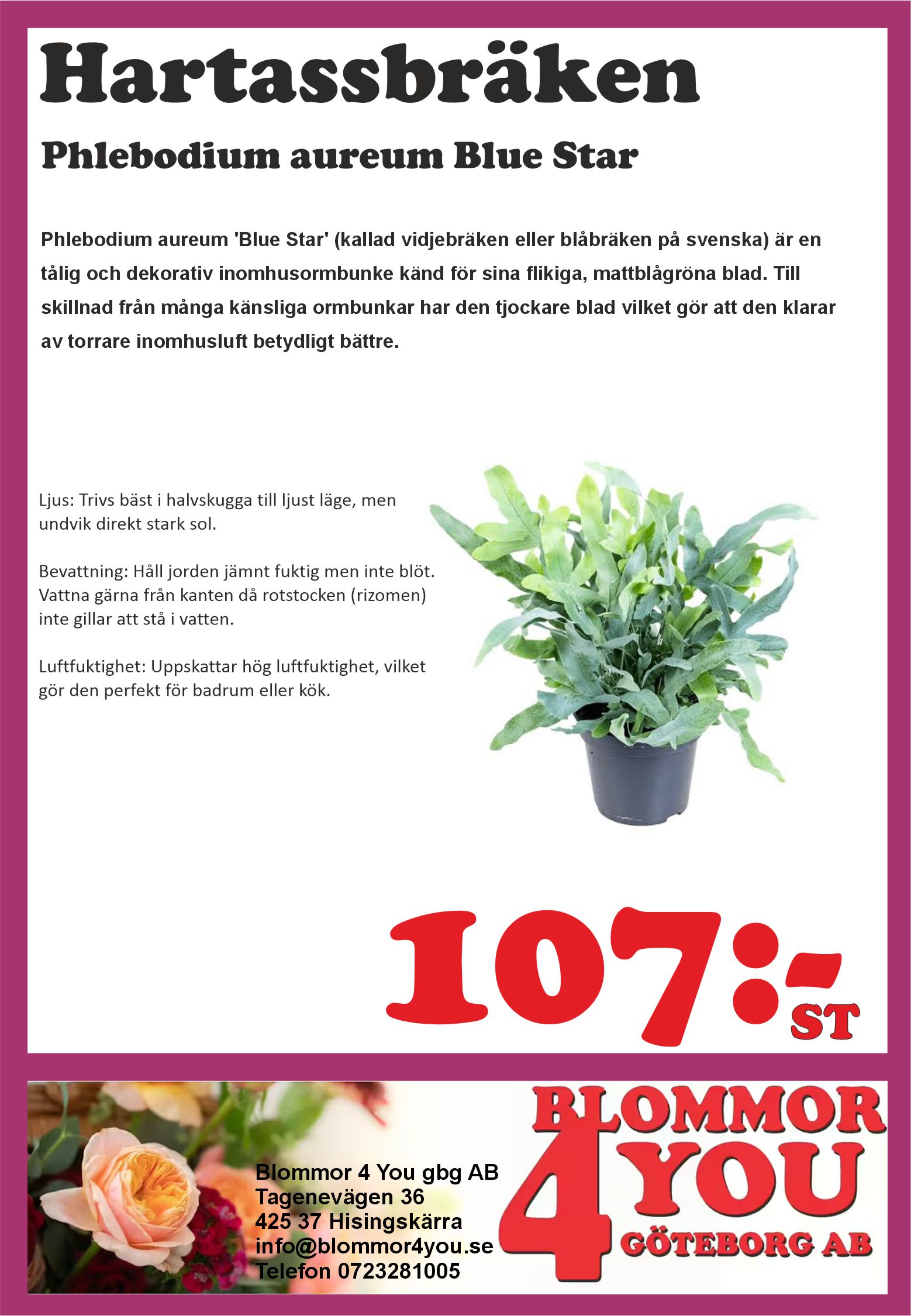 Phlebodium aureum Blue Star  14 cm kruka