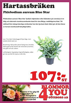 Phlebodium aureum Blue Star  14 cm kruka