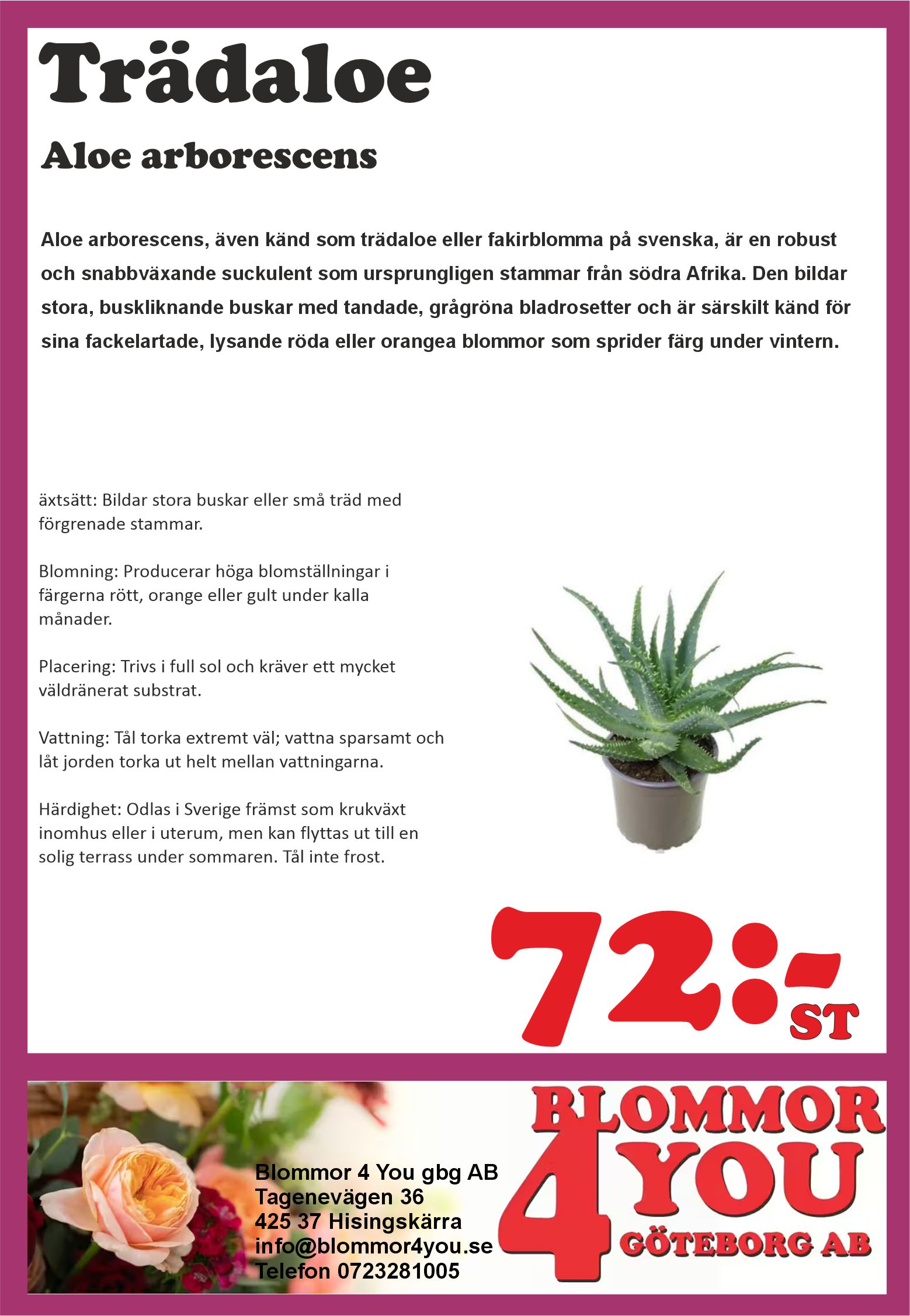 Aloe arborescens 12 cm kruka