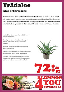 Aloe arborescens 12 cm kruka