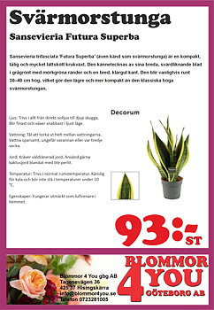 Sansevieria Futura Superba 12 cm kruka