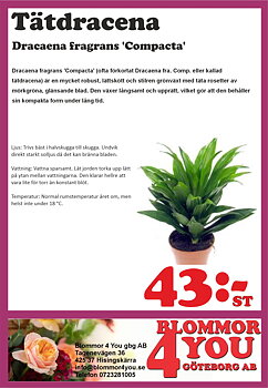 Dracaena fragans Compacta 12 cm kruka