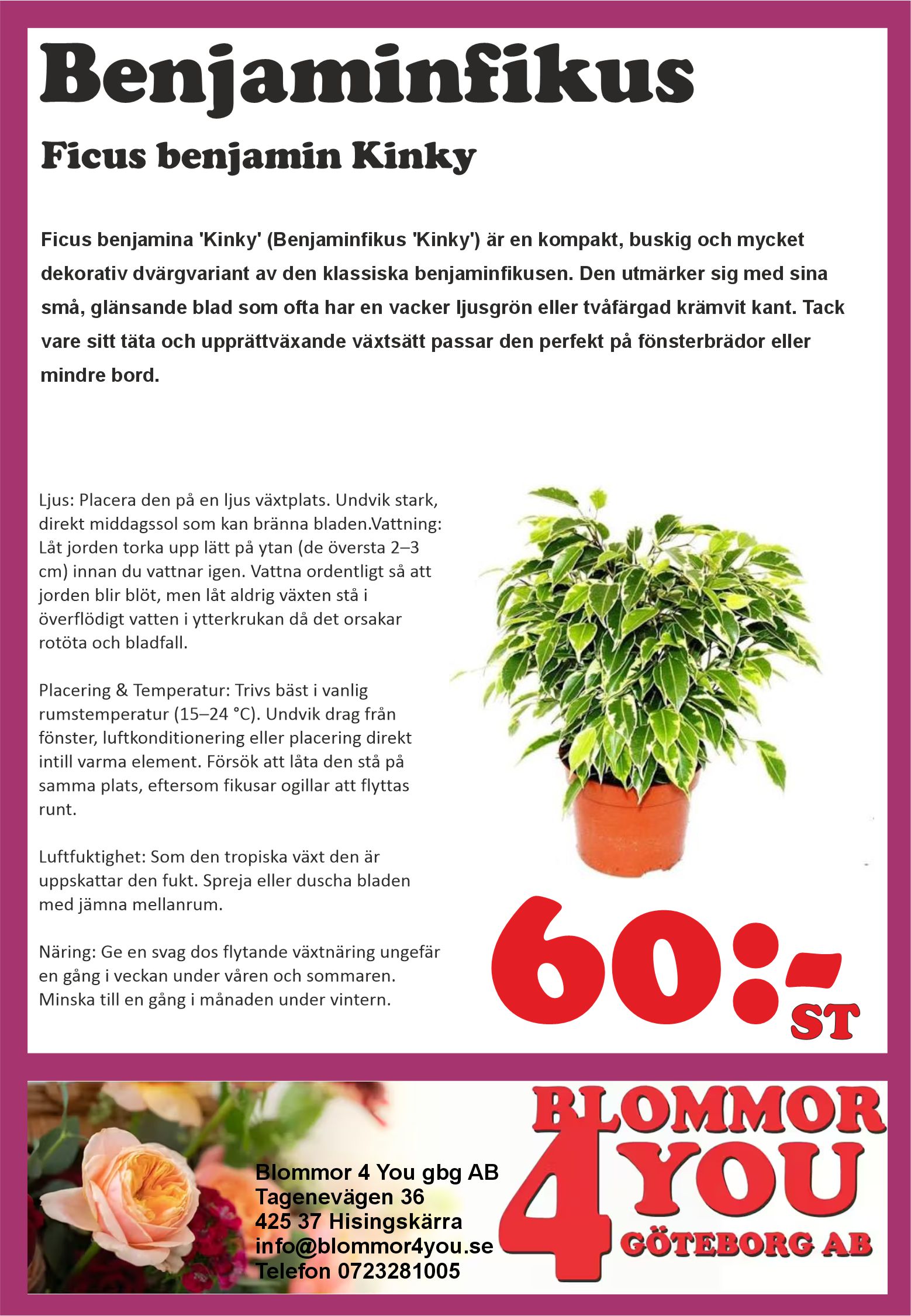 Ficus benjamin  Kinky 12 cm kruka