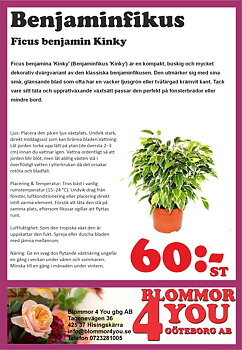 Ficus benjamin  Kinky 12 cm kruka