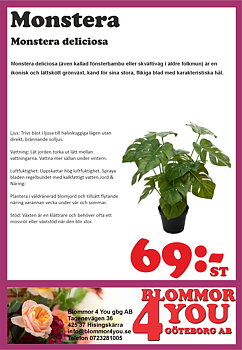 Monstera deliciosa 12 cm kruka