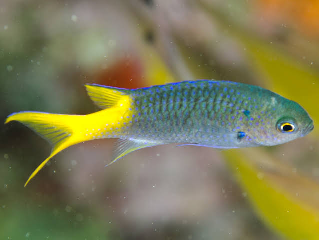 Neopomacentrus azysron (reef safe)