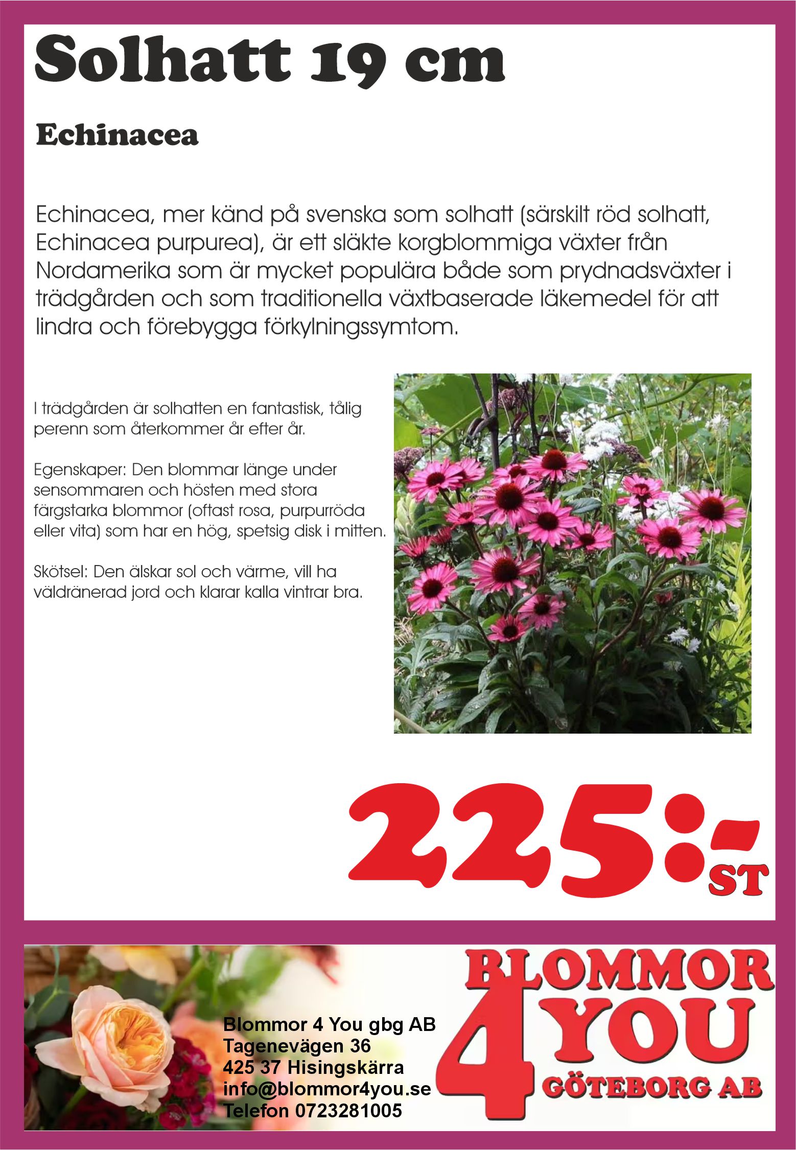 Solhatt  Echinacea 19 cm kruka