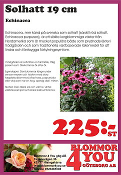 Solhatt  Echinacea 19 cm kruka